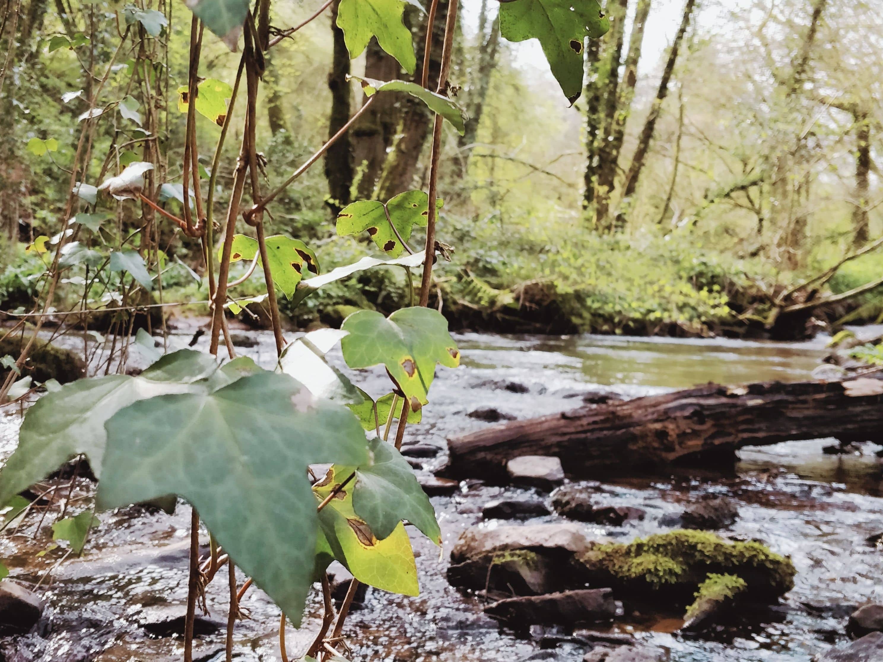 Glamping_River_Closeup - SajaRut Yoga