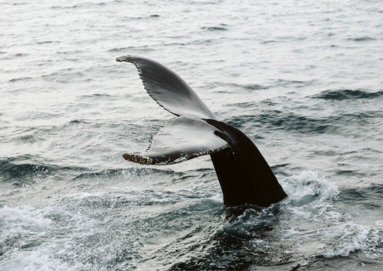 Wild-Wellness_Iceland-Yoga-Retreat_Whale-Watching