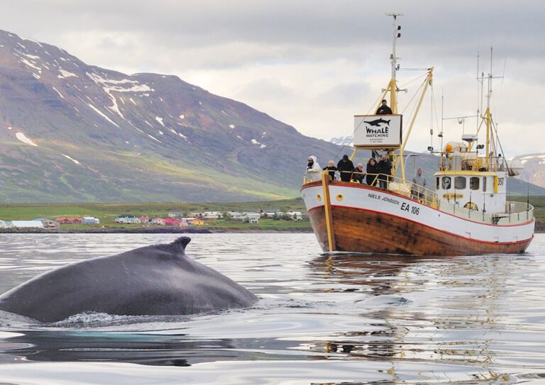 Wild-Wellness_Iceland-Yoga-Retreat_Whale-Watching-Boat